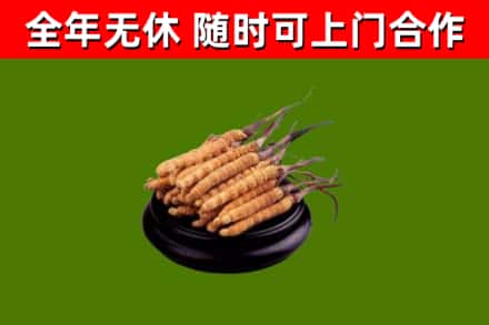 梁平回收散虫草