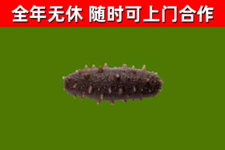 梁平回收海参干